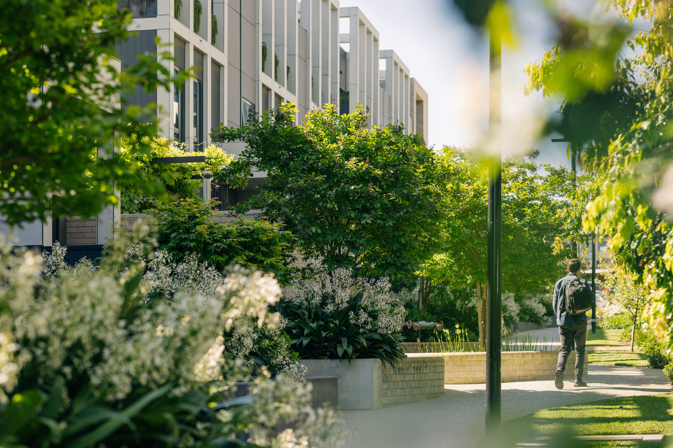 Maple Walk